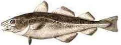 História do Bacalhau História do Bacalhau