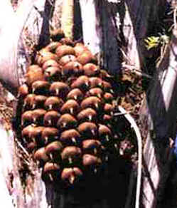 Babaçu