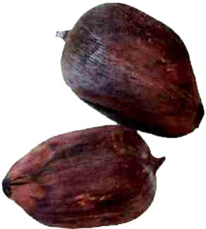 Babaçu