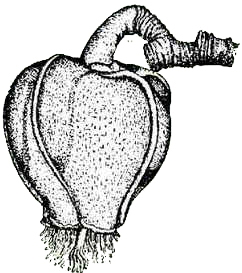 Bacuri Bacuri