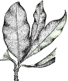 Bacuri Bacuri