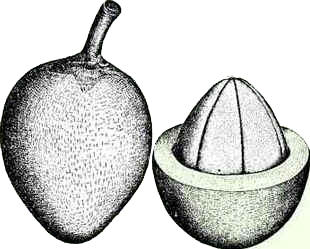 Bacuri Bacuri