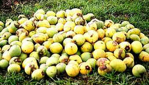 Bacuri Bacuri
