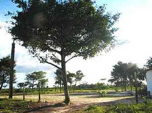 Bacuri Bacuri