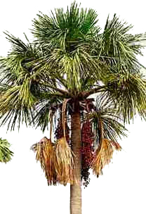 Buriti Buriti