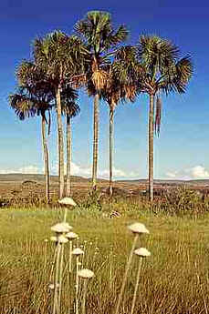 Buriti Buriti