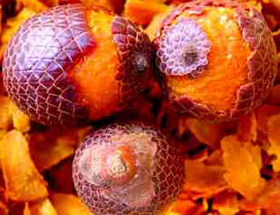 Buriti Buriti