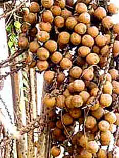 Buriti Buriti