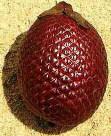 Buriti Buriti