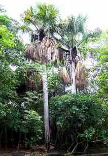 Buriti Buriti