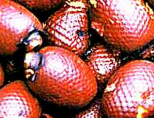 Buriti Buriti