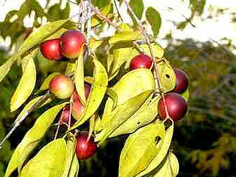 Camu-Camu Camu-Camu