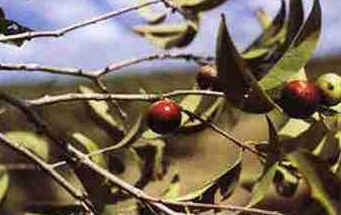 Camu-Camu Camu-Camu