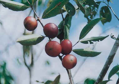 Camu-Camu Camu-Camu