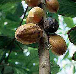 Cacau Cacau