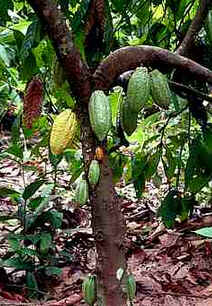 Cacau Cacau