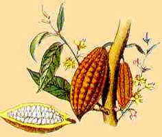 Cacau Cacau