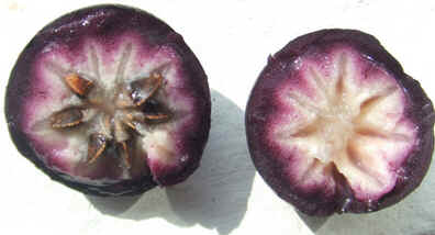Caimito