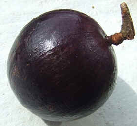 Caimito