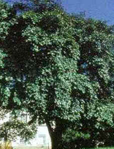 Caimito