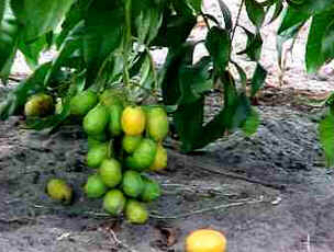 Cajá