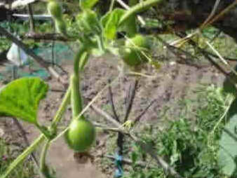 Calabaça Calabaça