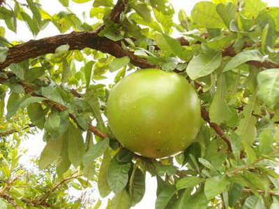 Calabaça Calabaça