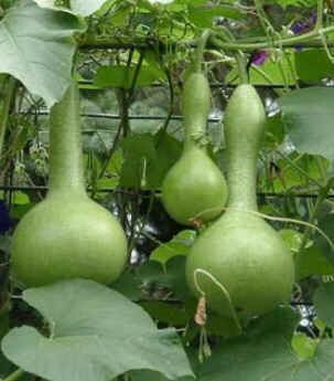 Calabaça Calabaça