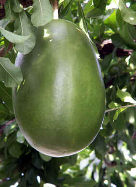 Calabaça Calabaça