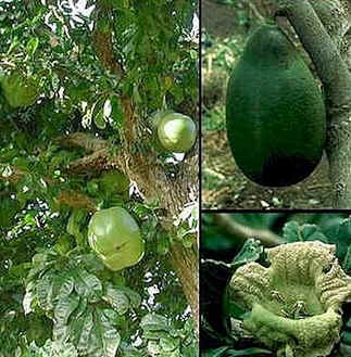 Calabaça Calabaça