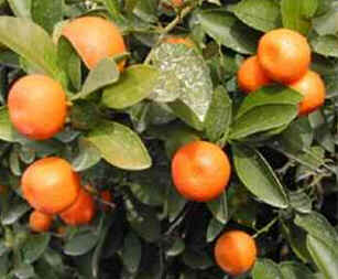 Calamondin
