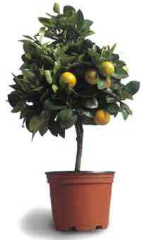 Calamondin