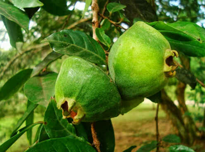 Cambuci