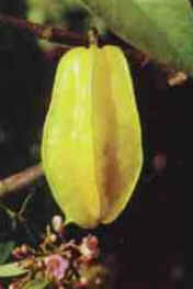 Carambola Carambola