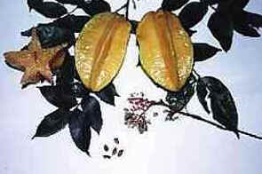 Carambola Carambola