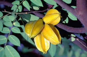 Carambola Carambola