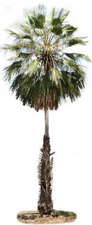 Carnaúba Carnaúba