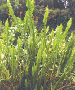 Carqueja Carqueja