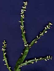 Carqueja