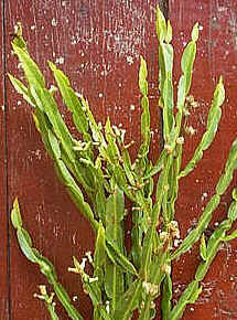 Carqueja