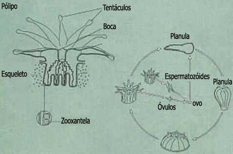 Corais