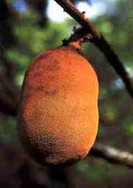 Cupuaçu
