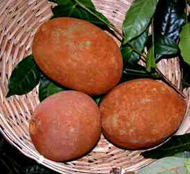 Cupuaçu