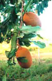 Cupuaçu