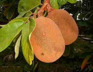Cupuaçu