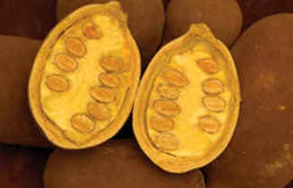 Cupuaçu