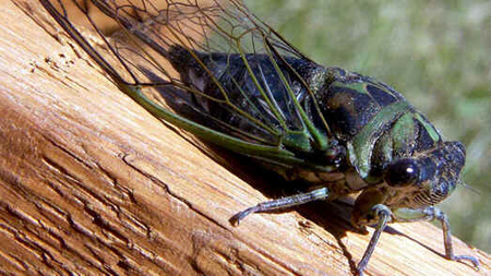 Cigarra Cigarra