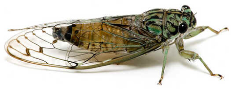 Cigarra Cigarra