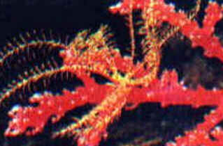 Classe Crinoidea Classe Crinoidea