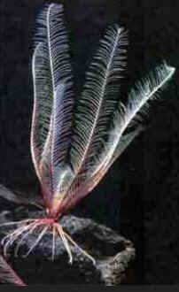 Classe Crinoidea Classe Crinoidea